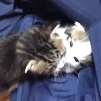 噛みつき