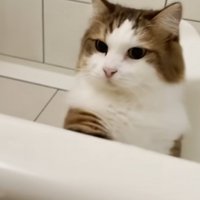 お風呂にはいっている人間を見ている猫