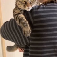 ドヤ顔する猫