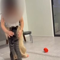 女の子と一緒に遊ぶ猫