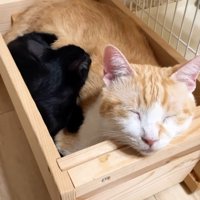体に鼻を埋める子猫