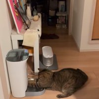 前足を突っ込む猫