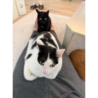 膝に乗っている猫たち