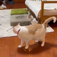 キジトラ猫の方を振り向く茶白猫