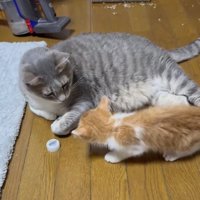 見つめ合っているサバトラと子猫
