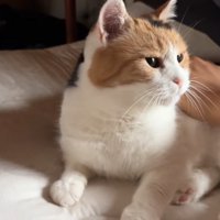 撫でられる猫