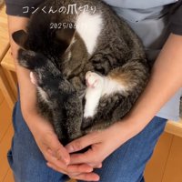 顔を埋める猫