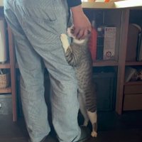 飼い主の脚にしがみつく猫
