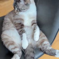 ぼんやり座り続ける猫