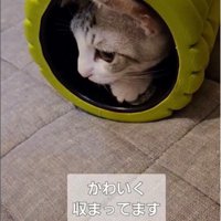 ローラーで遊んでいる2匹の猫
