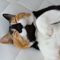 笑顔の猫