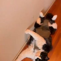仰向けになり前足を壁に沿って伸ばす猫