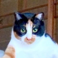 三毛猫の顔