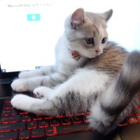 キーボード上で寝ころび尻尾をピンと上げた子猫