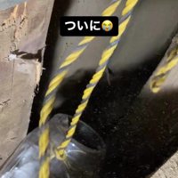 子猫を救出する場面