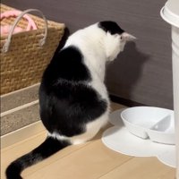 落ち込む猫