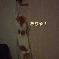 ドアを開けようとする猫