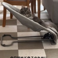 驚く猫2