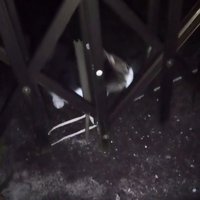 紐を取ろうとする猫