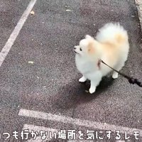 散歩中の犬