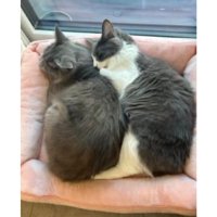 寝ている猫