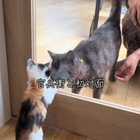 ガラス越しに対面する成猫と子猫