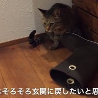 長靴の脇に座る猫（それではそろそろ玄関に戻したいと思います）