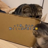 ダンボールの後ろに隠れる猫