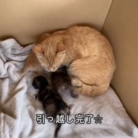 箱の中にいる親子猫