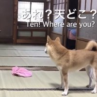 黒猫を探す柴犬