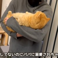飼い主に抱っこされている猫