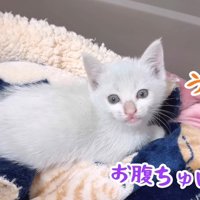 寝転がる子猫