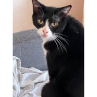 室内にいる猫