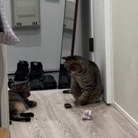 廊下でおもちゃを姉キジトラ猫に渡す弟キジトラ猫