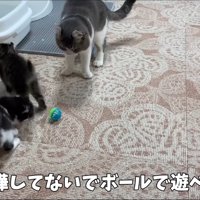 子猫の前にボールを持ってきた成猫
