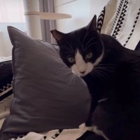 こちらを見つめる猫