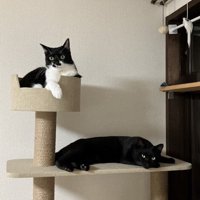 キャットタワーの上でくつろぐ2匹の猫