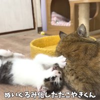 テロップ「ぬいぐるみ化した～」