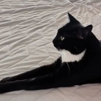 室内にいる猫