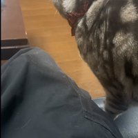 人に甘えている猫