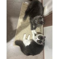 室内にいる猫