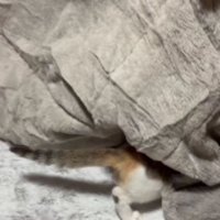 こたつの中に入っていく猫