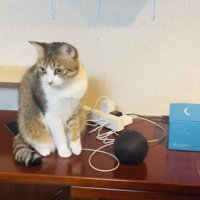 スマートスピーカーの隣に座る保護猫