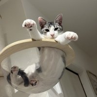 ボウルに入っている猫