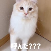 カメラ目線の猫