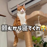 すまし顔の猫