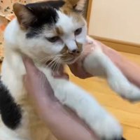飼い主に前足をもたれているミケ猫