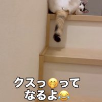 ちらりと見る猫
