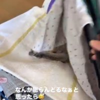 めくった洗濯物を元に戻す飼い主