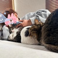 眠っている猫と男性